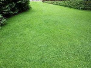 Lawn Care - mowing 4