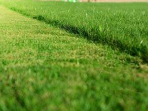 Lawn Care - mowing 5
