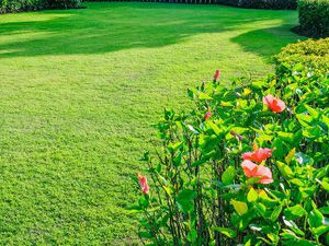 Lawn Care - mowing 7